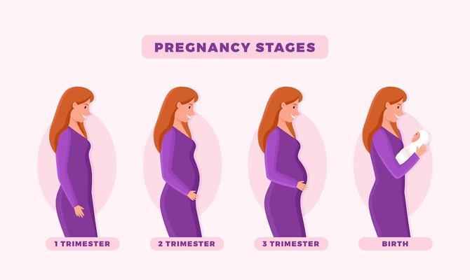 Stages of Pregnancy doctor